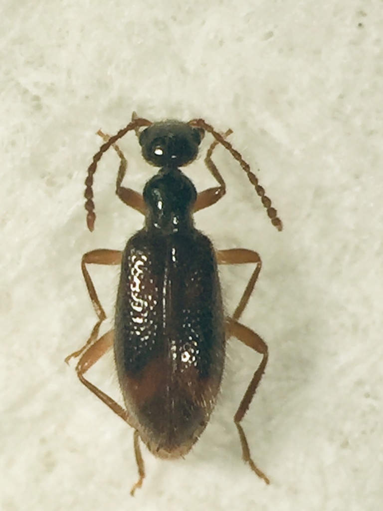 Sapintus pellucidipes