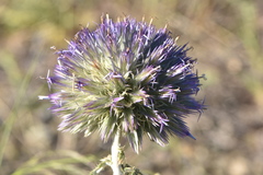 Echinops strigosus