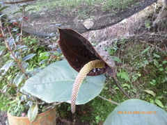 Anthurium cabrerense