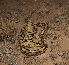 Bogertophis subocularis