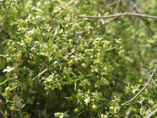 Image of Galium stellatum by no rights reserved