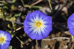 Convolvulus tricolor