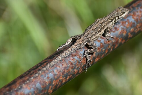 Ornate Tree Lizard, photo 8 of 8