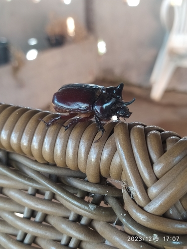 Strategus validus
