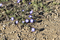 Convolvulus tricolor