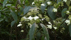 Hydrangea heteromalla