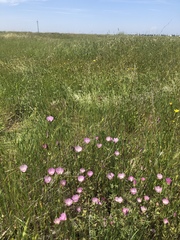 Sidalcea calycosa calycosa
