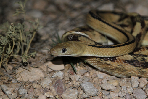 Photo of a Trans-pecos Ratsnake (Bogertophis subocularis)