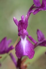 Anacamptis laxiflora