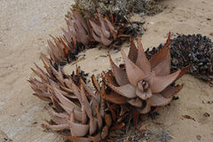 Aloe asperifolia image