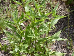 Helianthus californicus