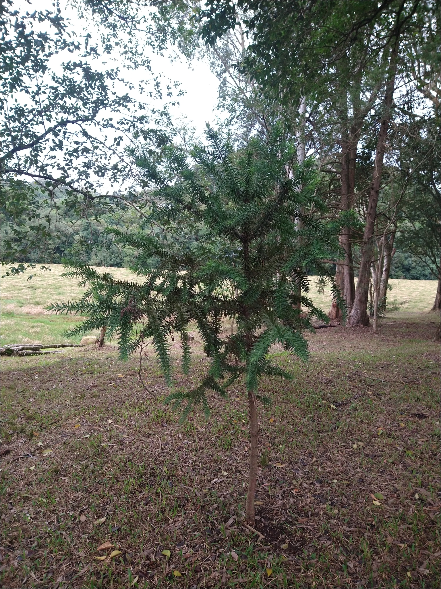 Araucaria angustifolia