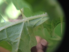 Solanum sisymbriifolium
