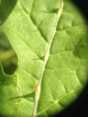 Solanum sisymbriifolium