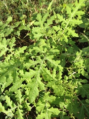 Solanum sisymbriifolium