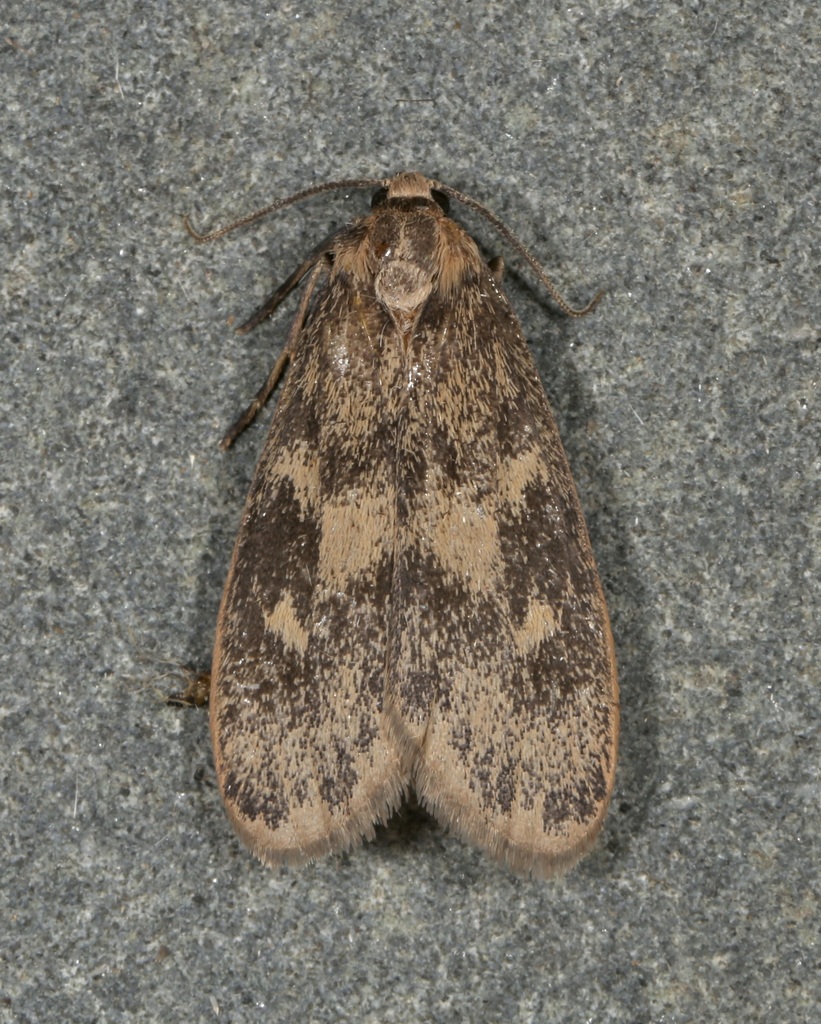 Bruceia pulverina