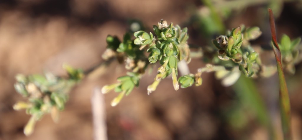 Gnidia inconspicua