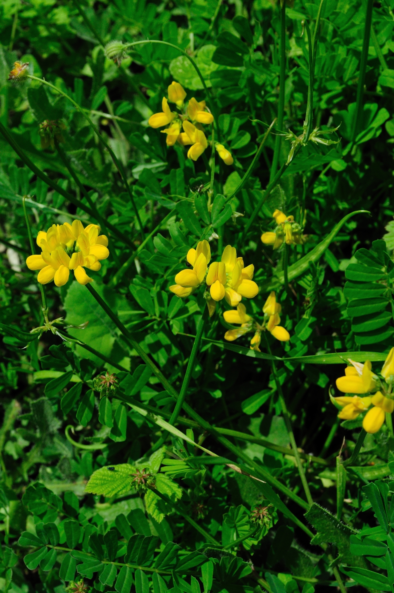 Securigera