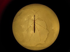 Hydrometra stagnorum