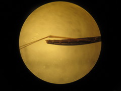 Hydrometra stagnorum