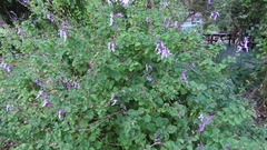Ocimum labiatum