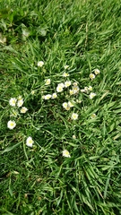 Bellis perennis