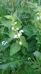 Lamium album
