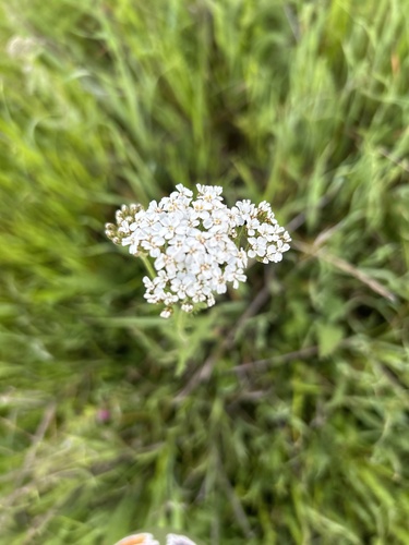 iNaturalist observation photo of common yarrow