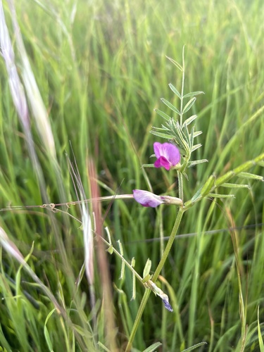 iNaturalist observation photo of Common Vetch