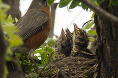Turdus migratorius