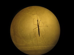 Hydrometra stagnorum