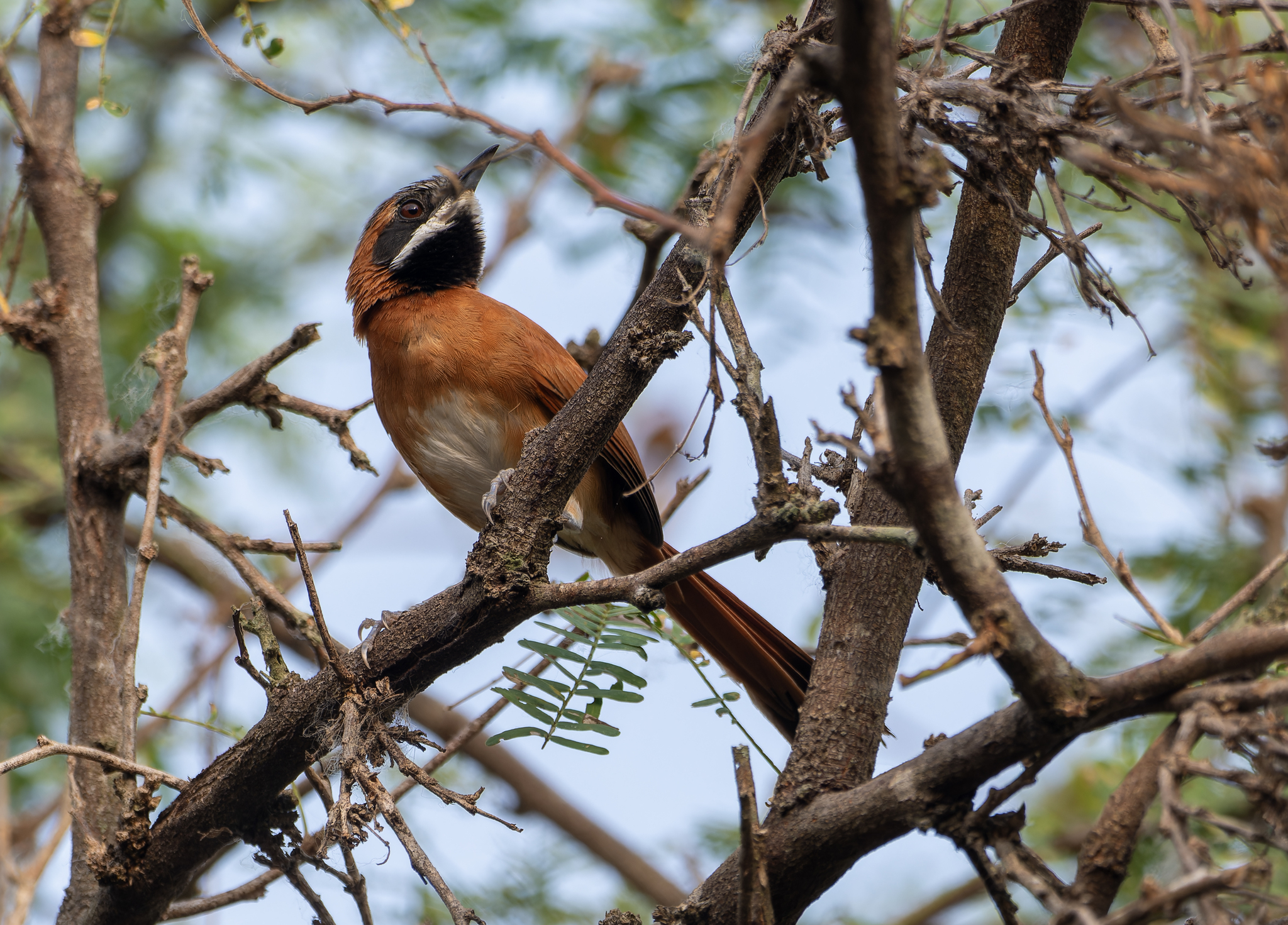 White-whiskered Spinetail (Synallaxis candei), photo 10