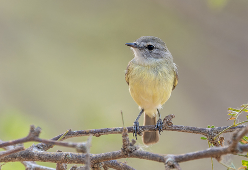 Slender-billed Inezia (Inezia tenuirostris), photo 8