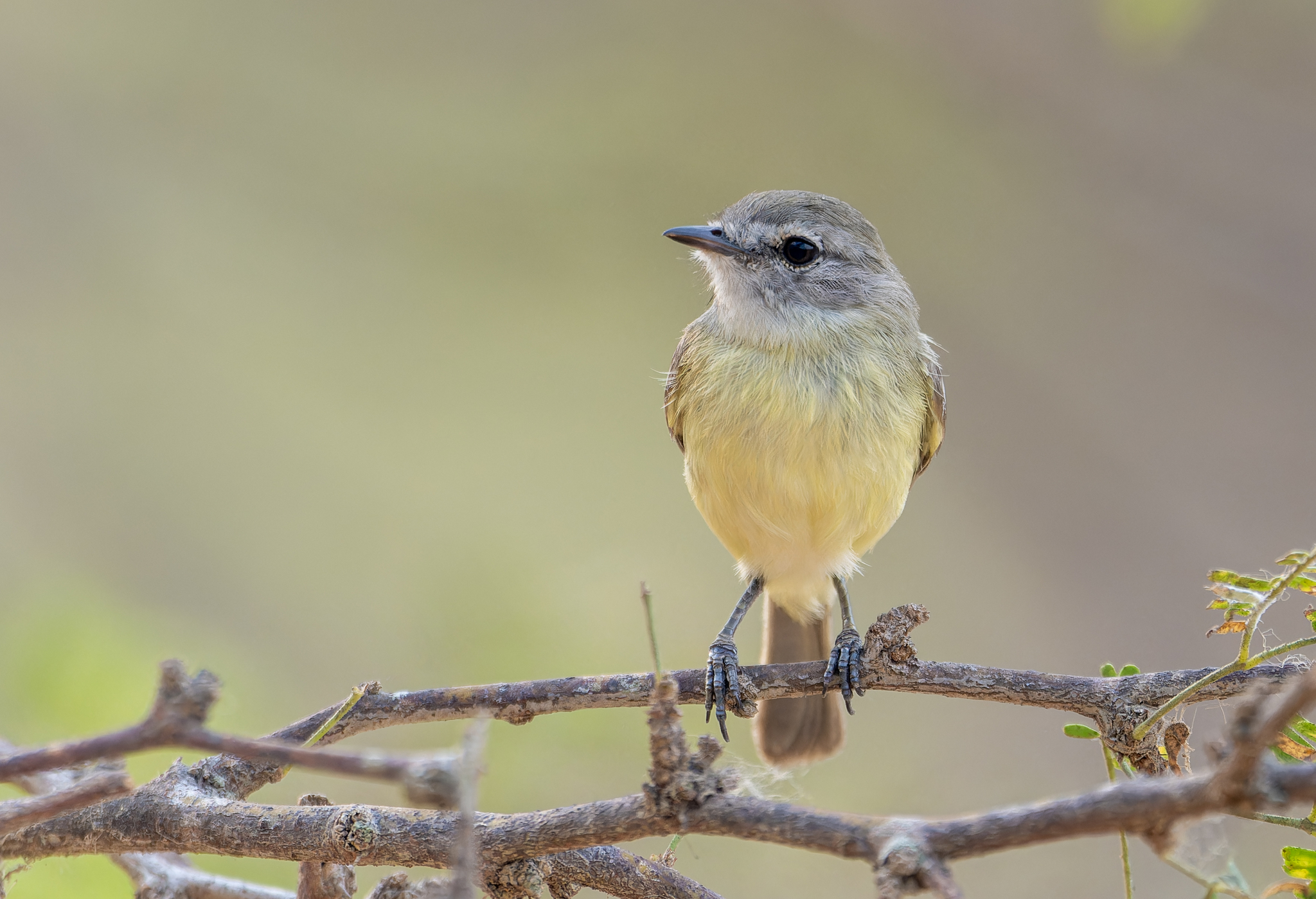 Slender-billed Inezia (Inezia tenuirostris), photo 2