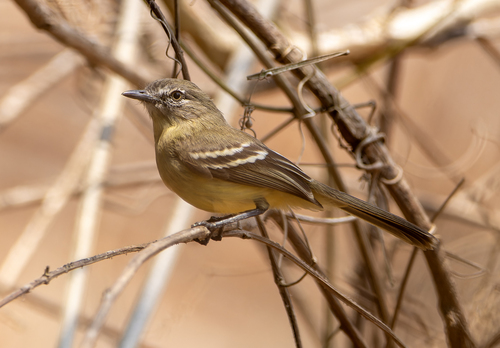 Pale-tipped Inezia (Inezia caudata)