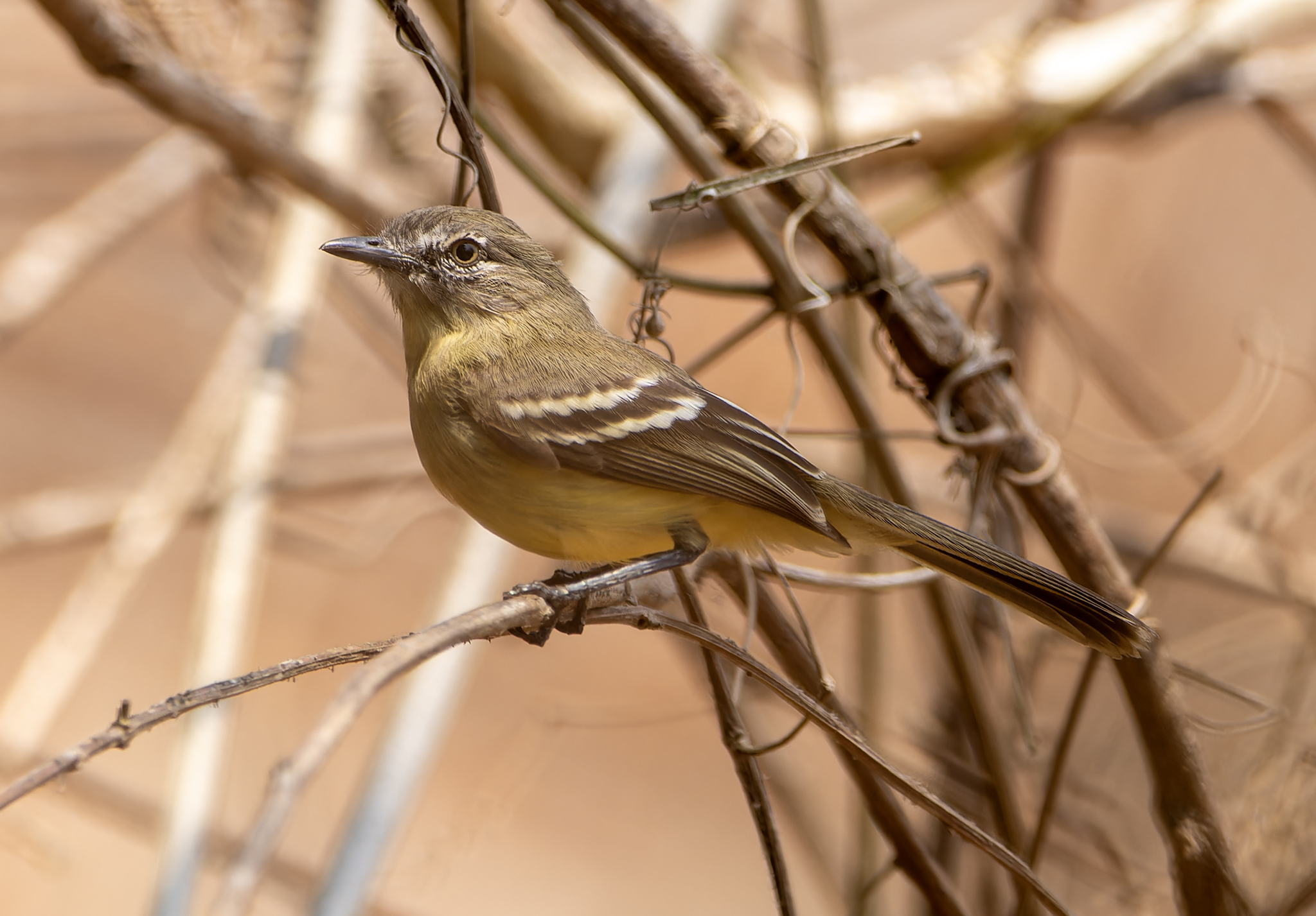 Pale-tipped Inezia (Inezia caudata), photo 1