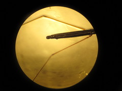 Hydrometra stagnorum