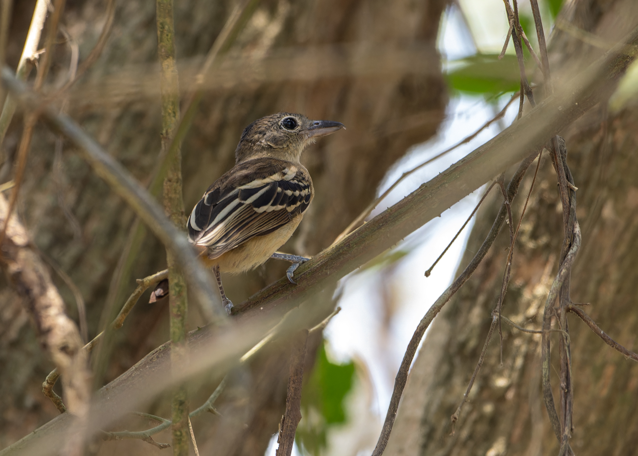 Black-backed Antshrike illustration