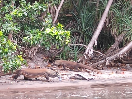 Komodo Dragon — seen at this dive site