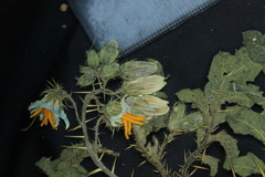 Solanum sisymbriifolium