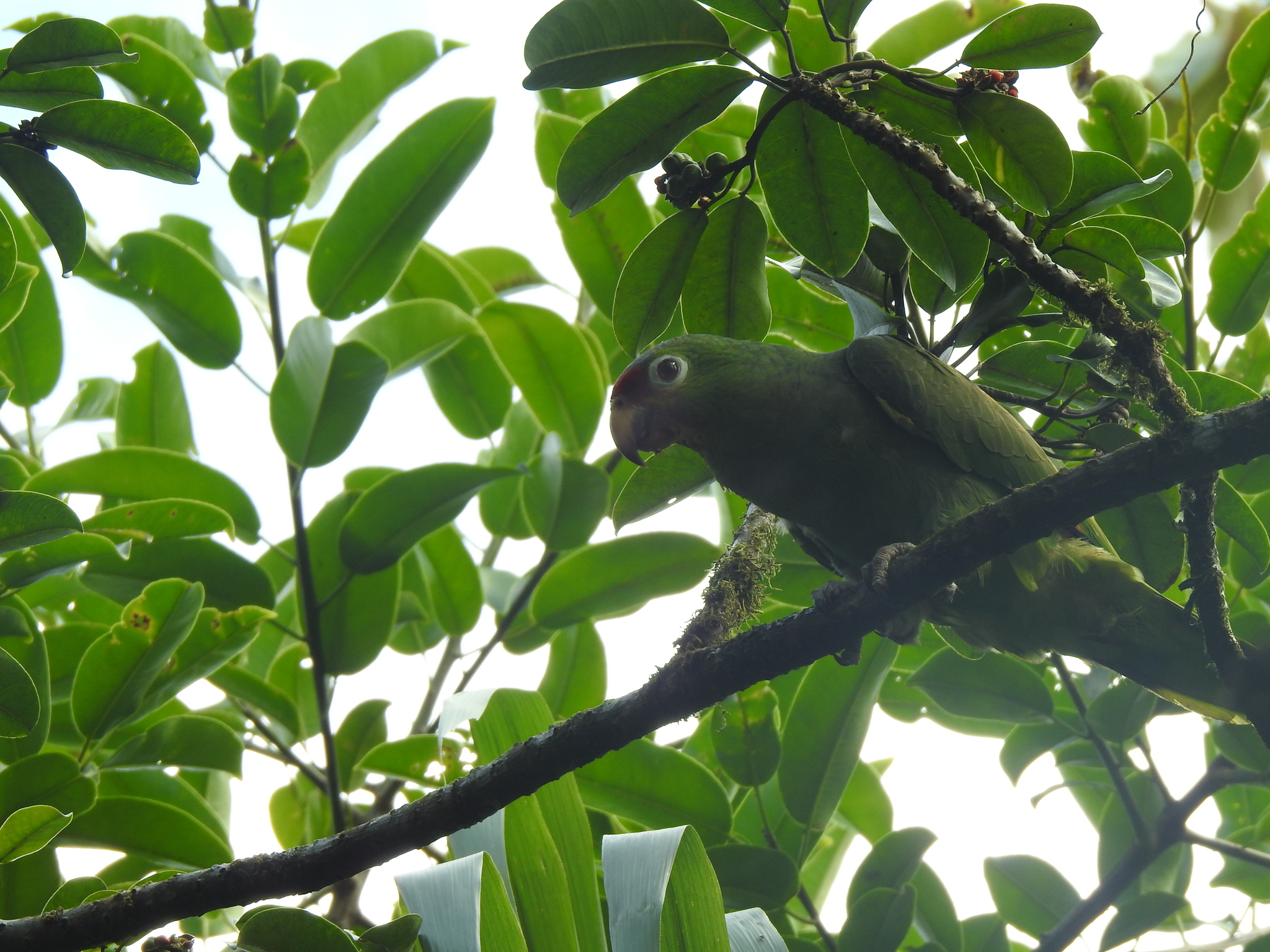 Red-lored Amazon illustration