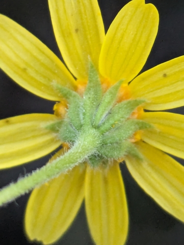 Image of Lasthenia coronaria by (c) James C. Davis, some rights reserved (CC BY-SA)