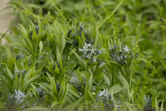 Amsonia tabernaemontana