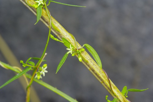 Image of Metastelma palmeri by (c) Michelle W. （鍾偉瑋）, some rights reserved (CC BY)