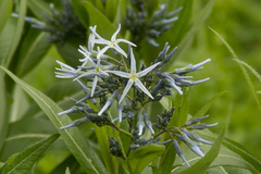 Amsonia tabernaemontana