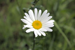 Bellis perennis
