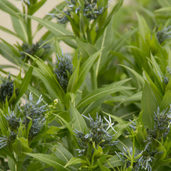 Amsonia tabernaemontana