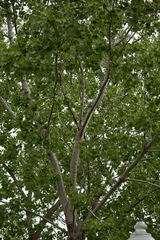 Populus deltoides