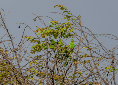 Turquoise-winged Parrotlet (Forpus spengeli), photo 9