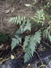 Parapolystichum glabellum